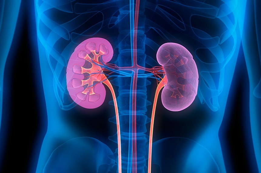 Doctors require screening for chronic kidney disease, with a wide prevalence in Portugal