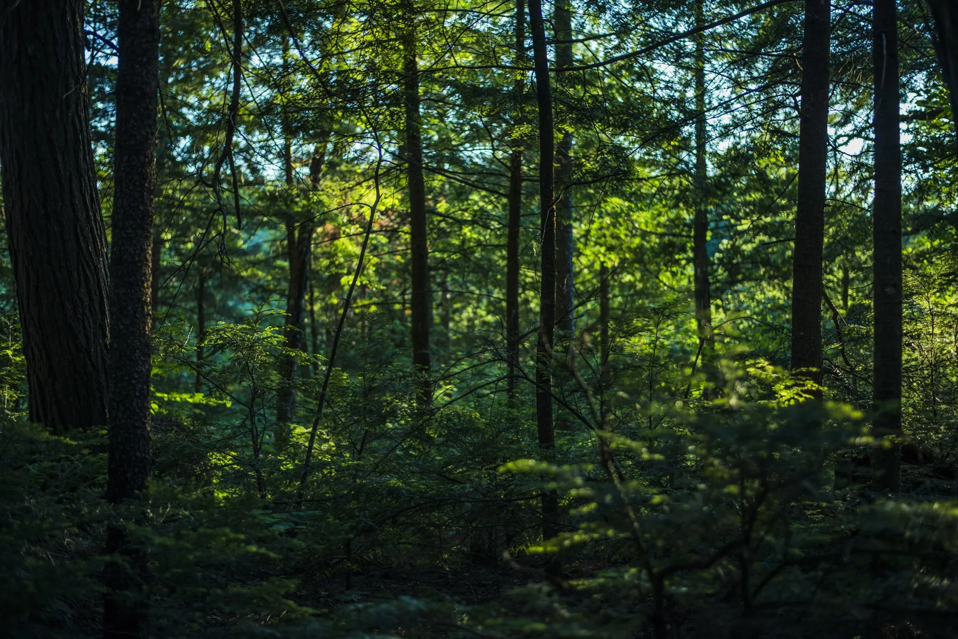 Natureza