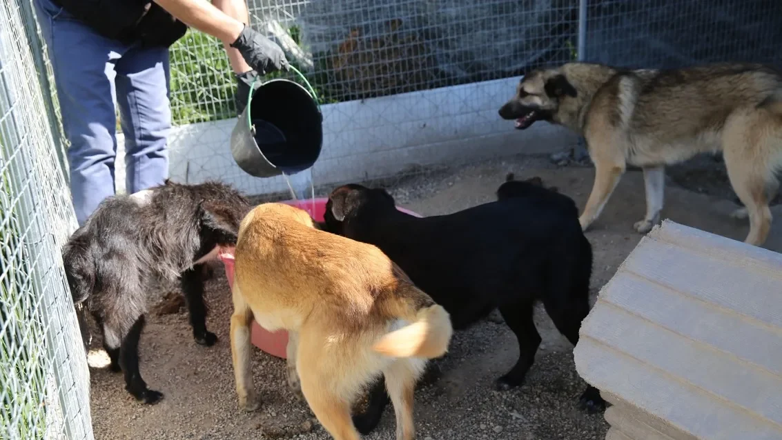 Animais De Companhia