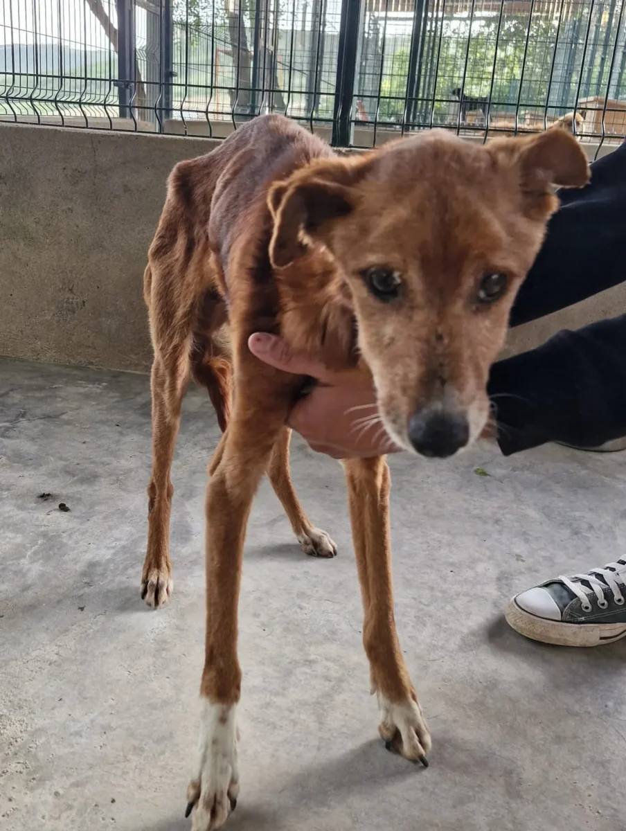 Cão Foz Coa