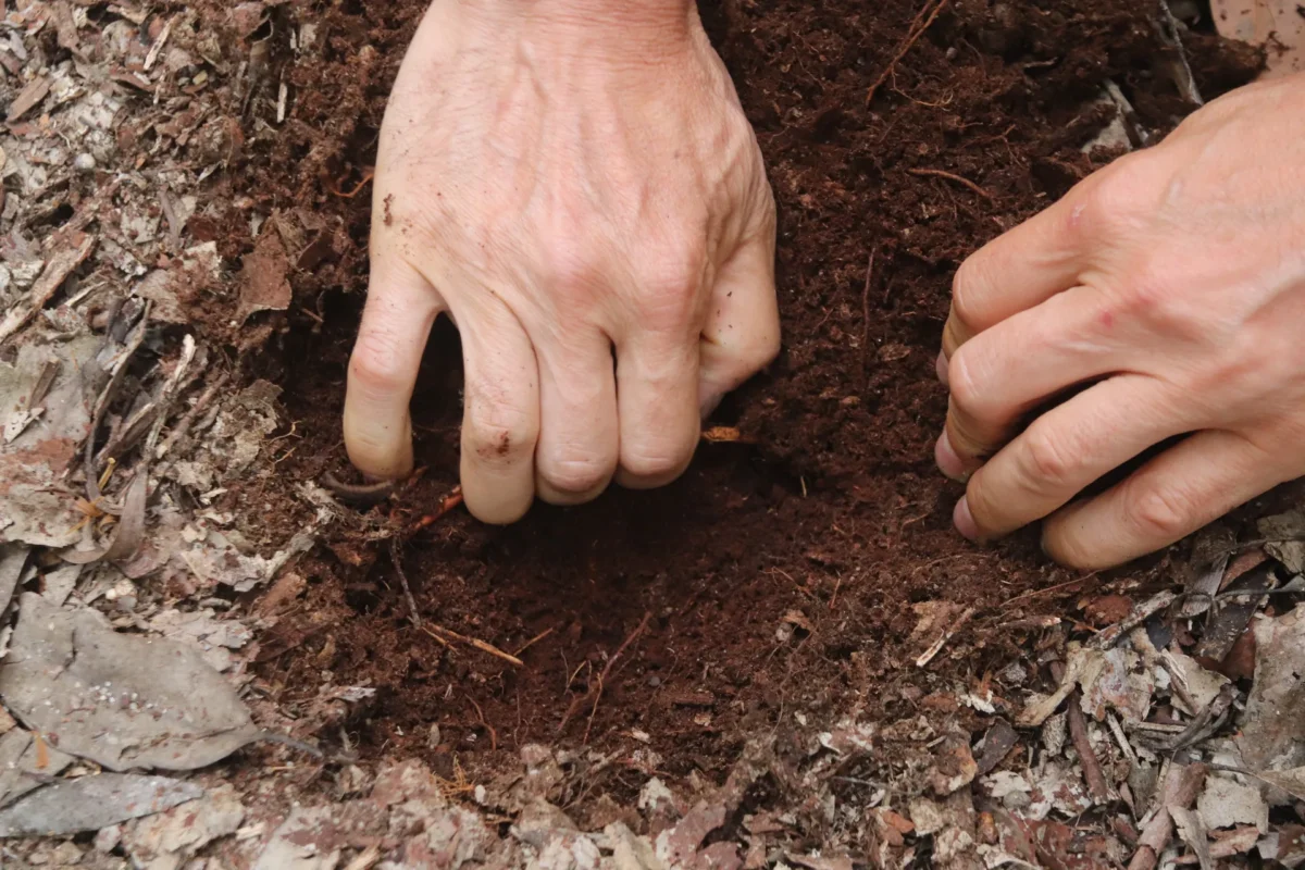 Graças ao ciclo de vida dos eucaliptos, o solo é saudável à superfície, não sendo recomendável “revirar” o solo para plantar novas sementes.