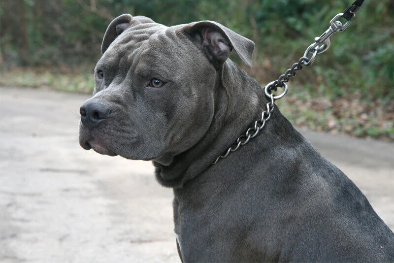Pitbull