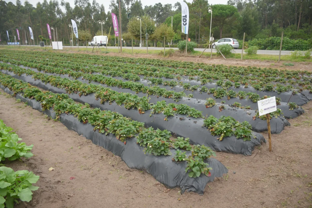 Feira Agricola 29