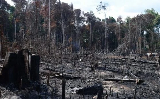 Incendio Pinhel