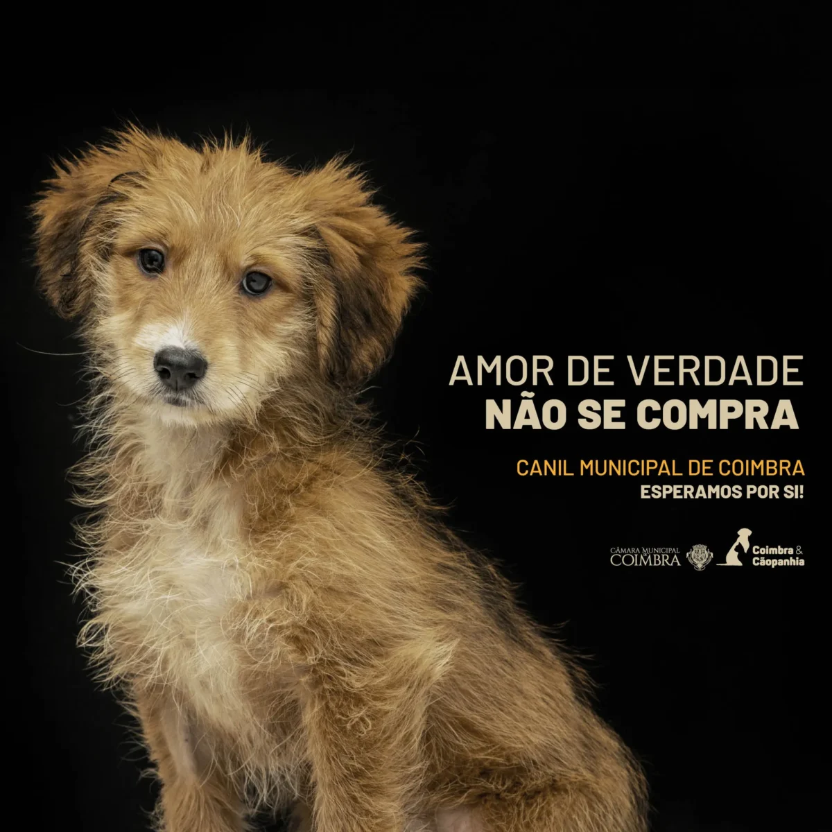 Cães Adoção 2