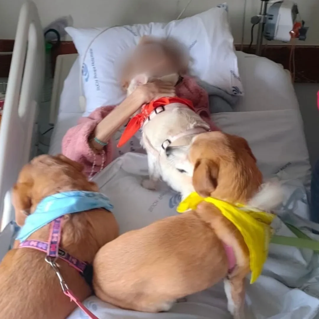 Cães Visitam Dona