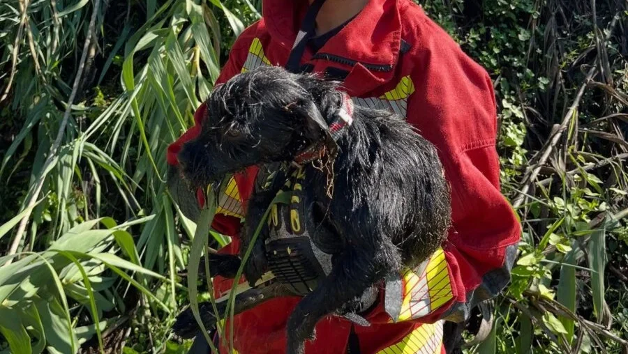 Cão Dentro De Poço Condeixa