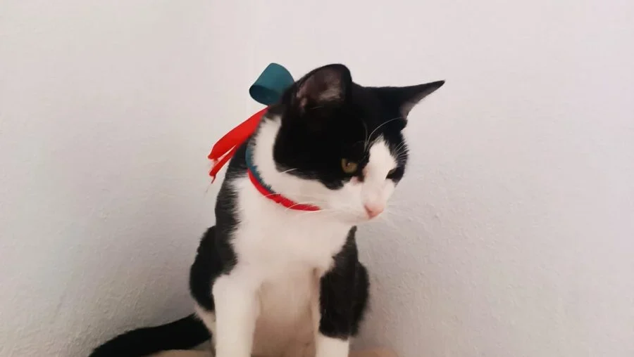 Gatinho Ipc