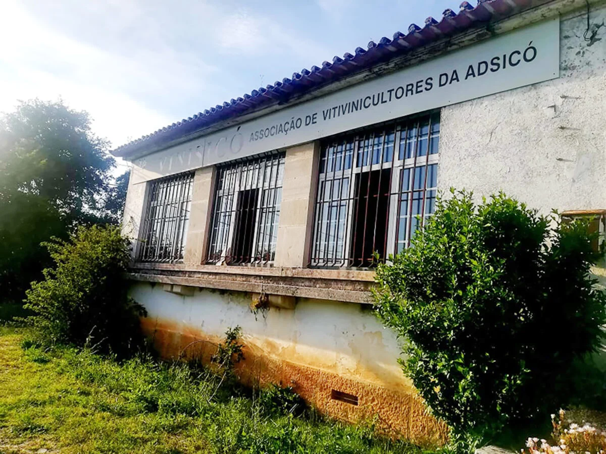 Vinisicó