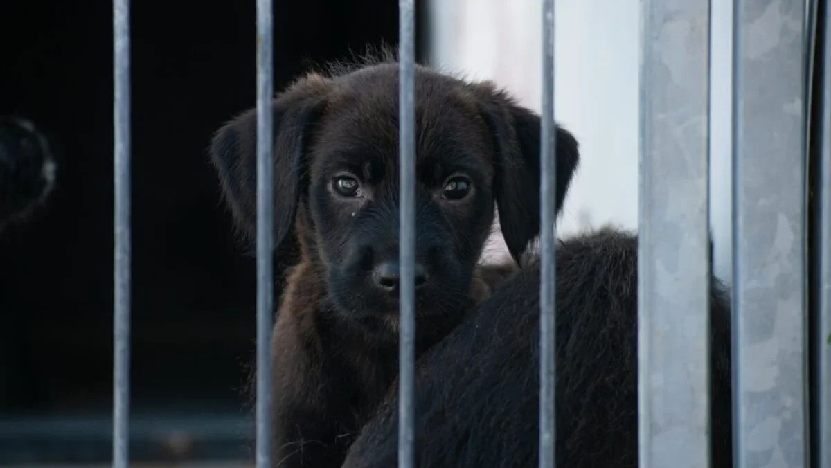 Adotar Cão Canil Coimbra