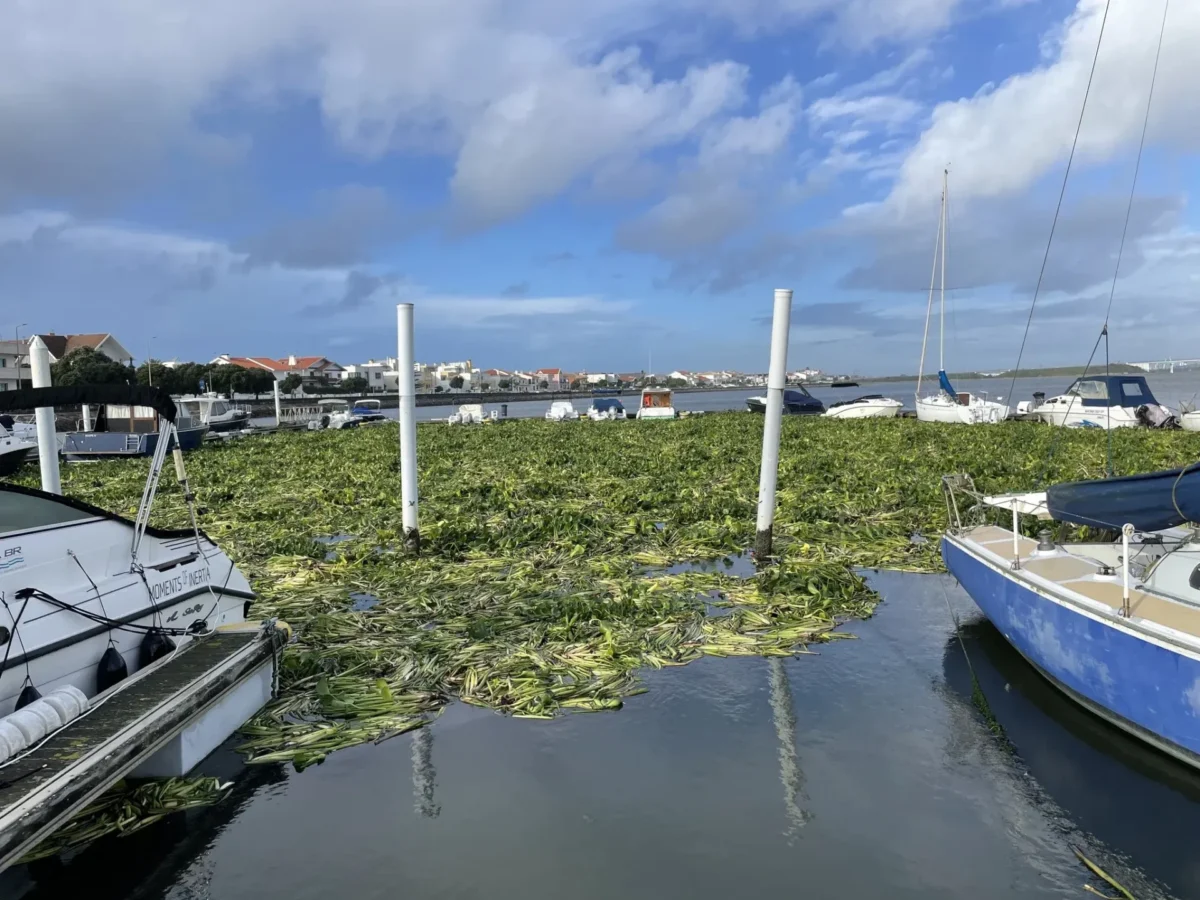 Jacintos De água Aveiro