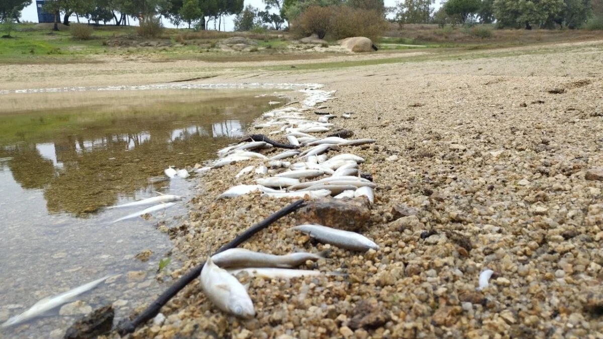 Peixes Mortos Barragem De Castelo De Vide