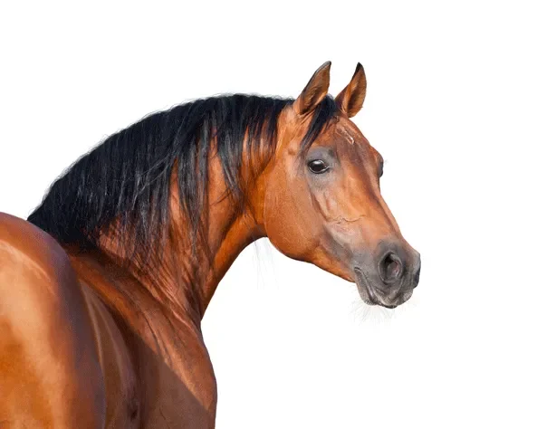 Cavalo