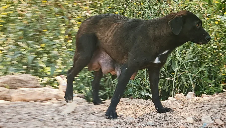 Cadela