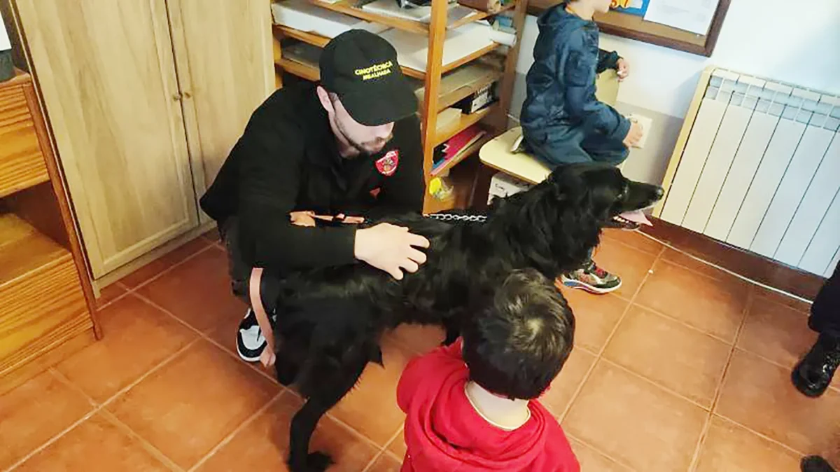 Cães Ensinados 2 T