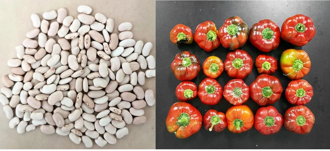 Feijão E Pimento Agrária