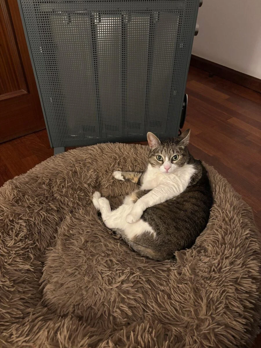 Gata Kika