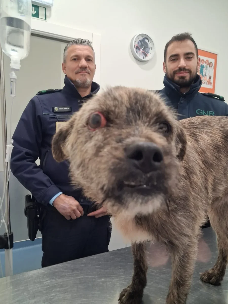 Gnr Salva Cão