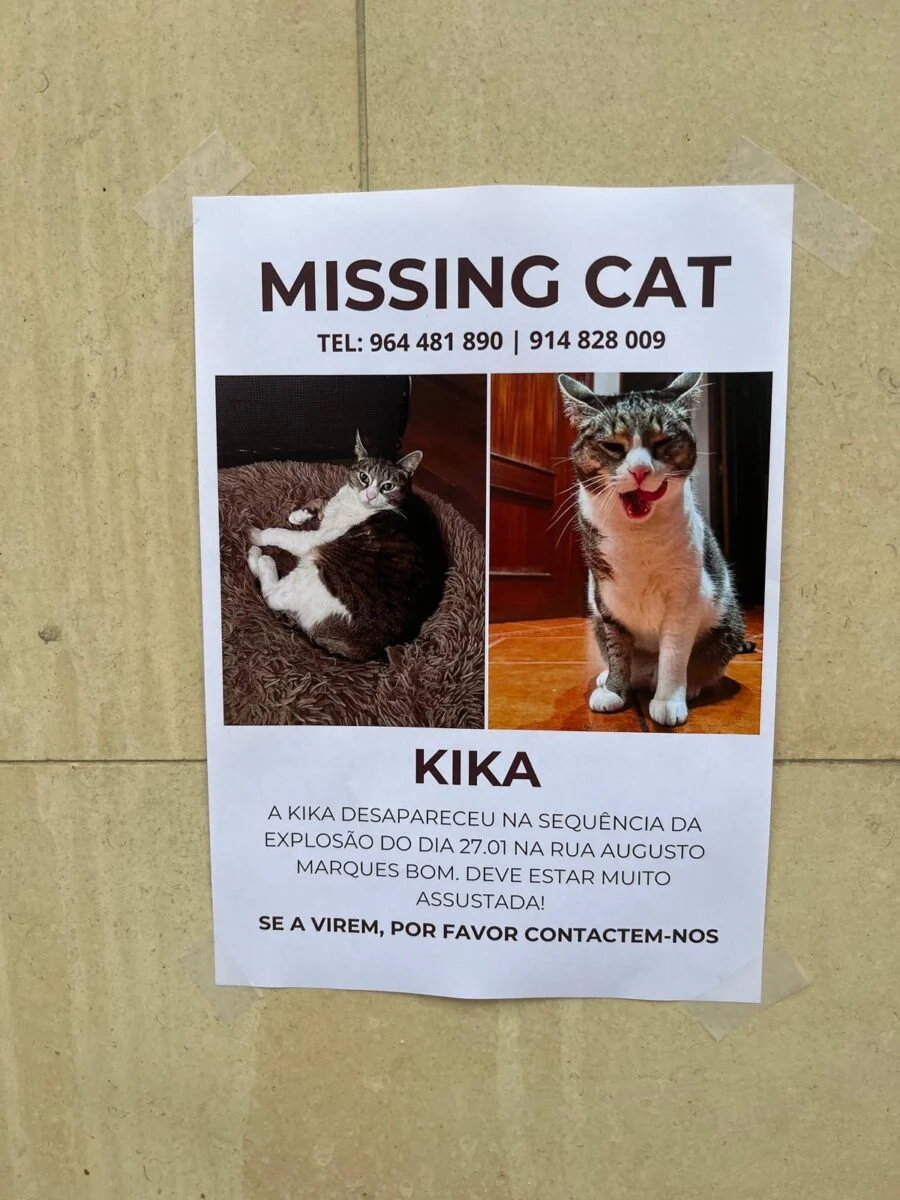 Missing Cat