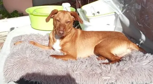 Animais Tábua