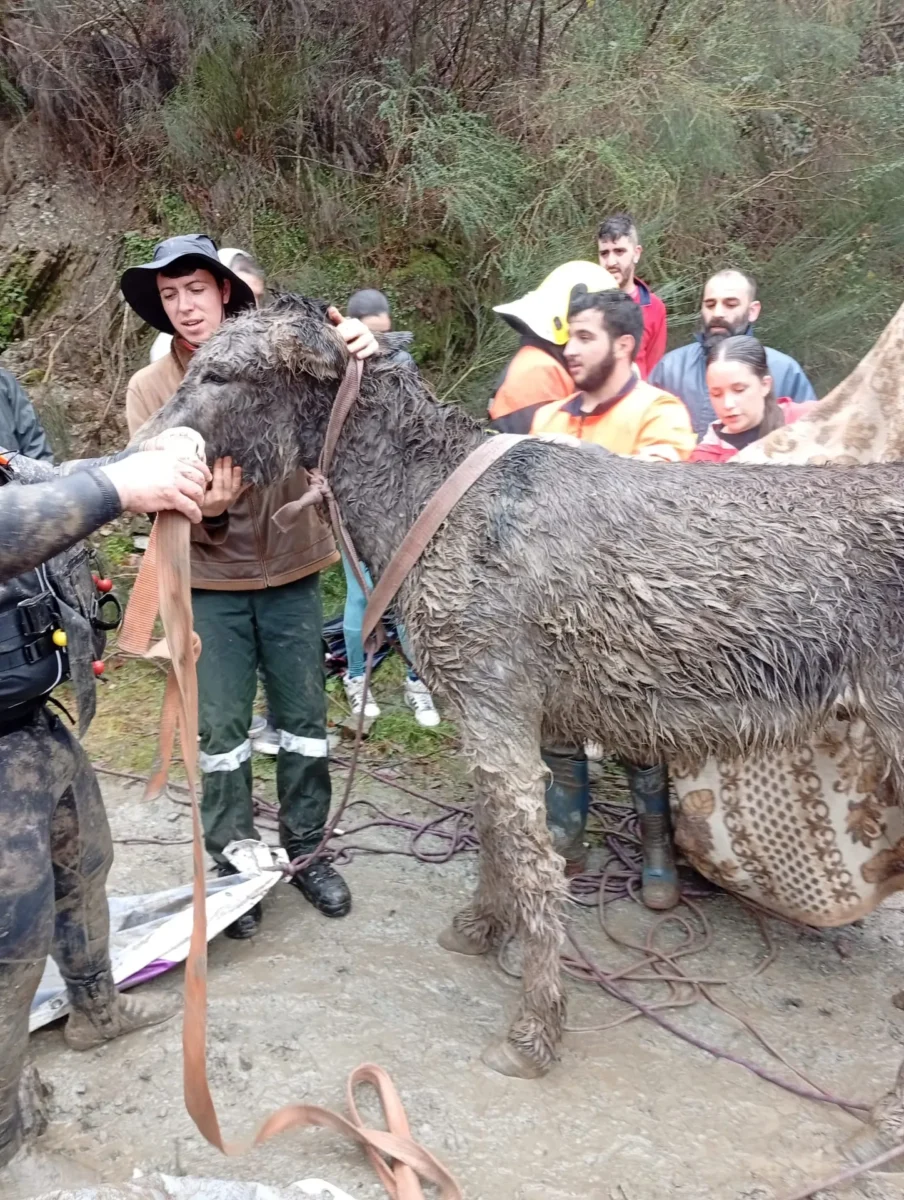 Burros Salvos 6