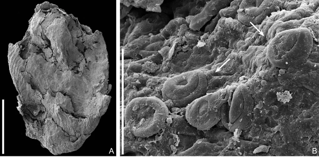 Classostrobus Amealensis