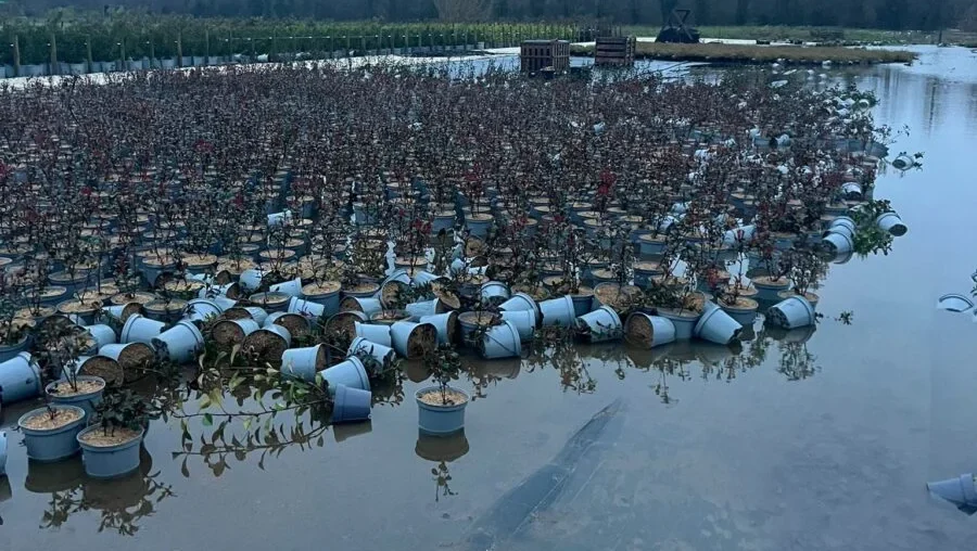 Estragos Empresa De Viveiros Em São Joao Do Campo