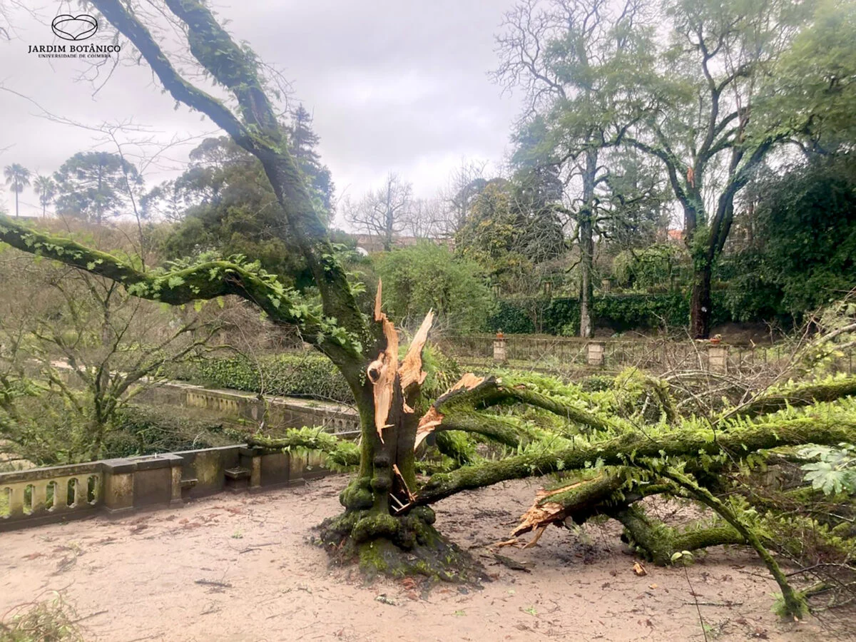Jardim Botanico Com Estragos