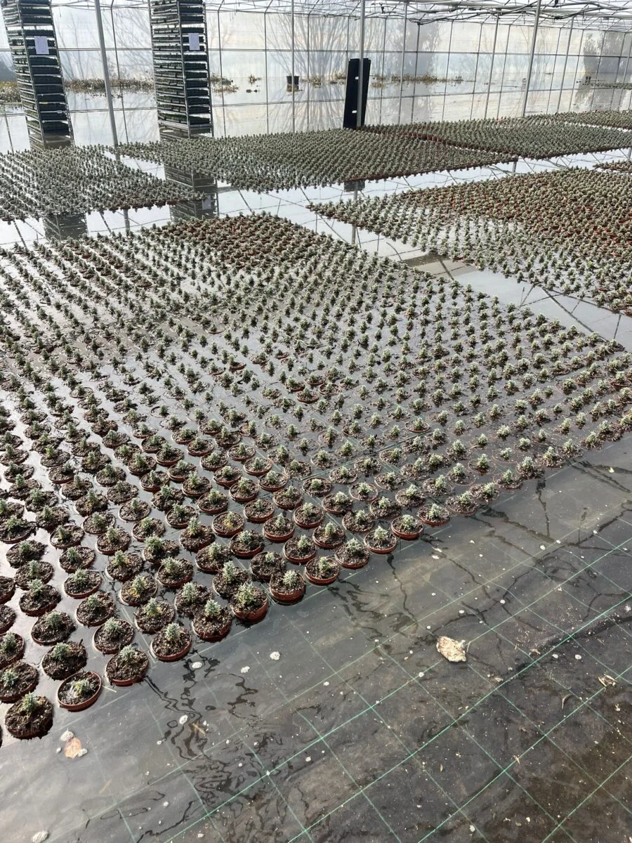 Plantas Debaixo De Agua