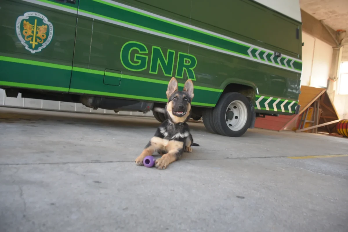 Cão Gnr 1