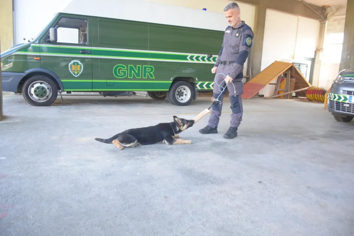 Cão Gnr 2