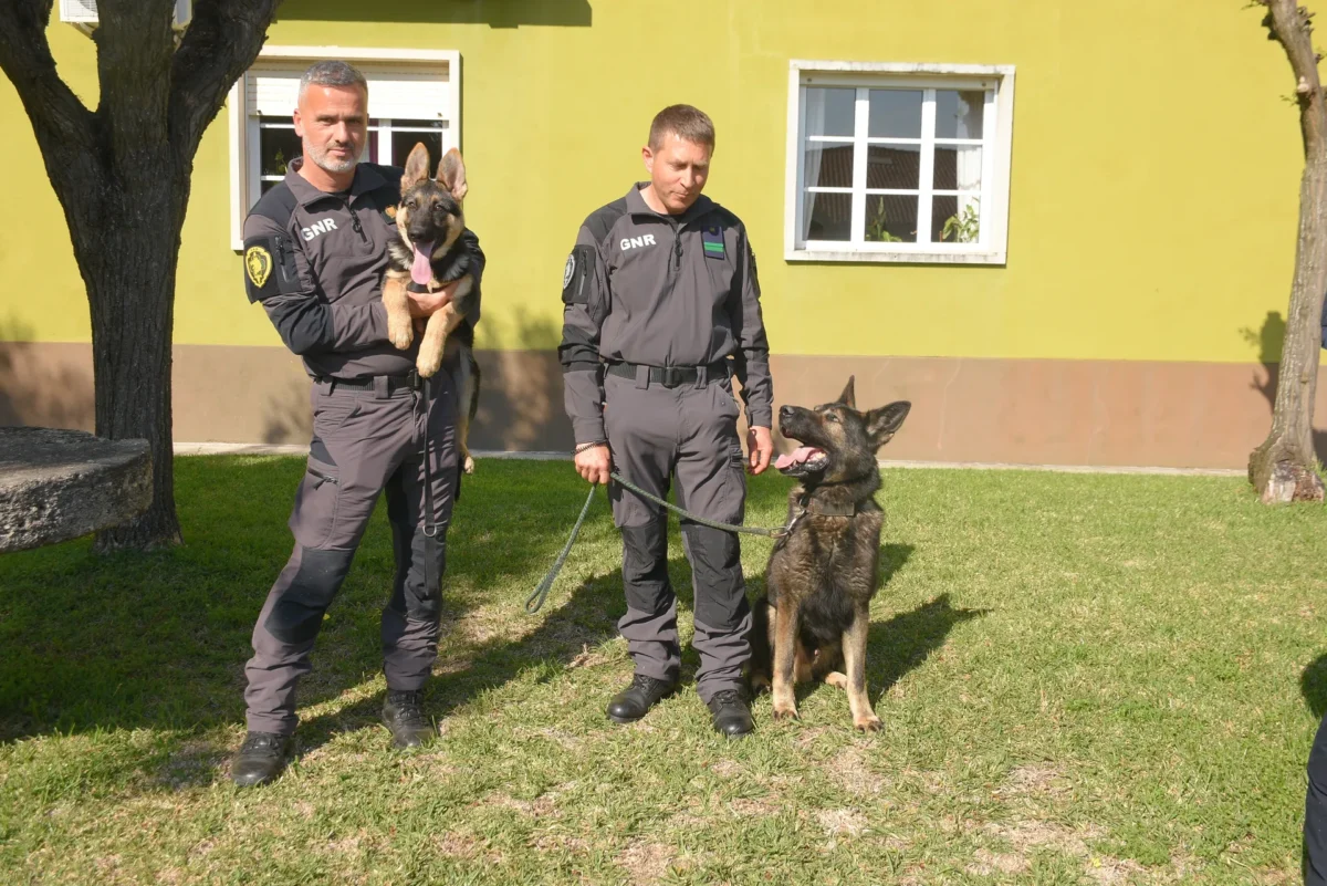 Cão Gnr 3