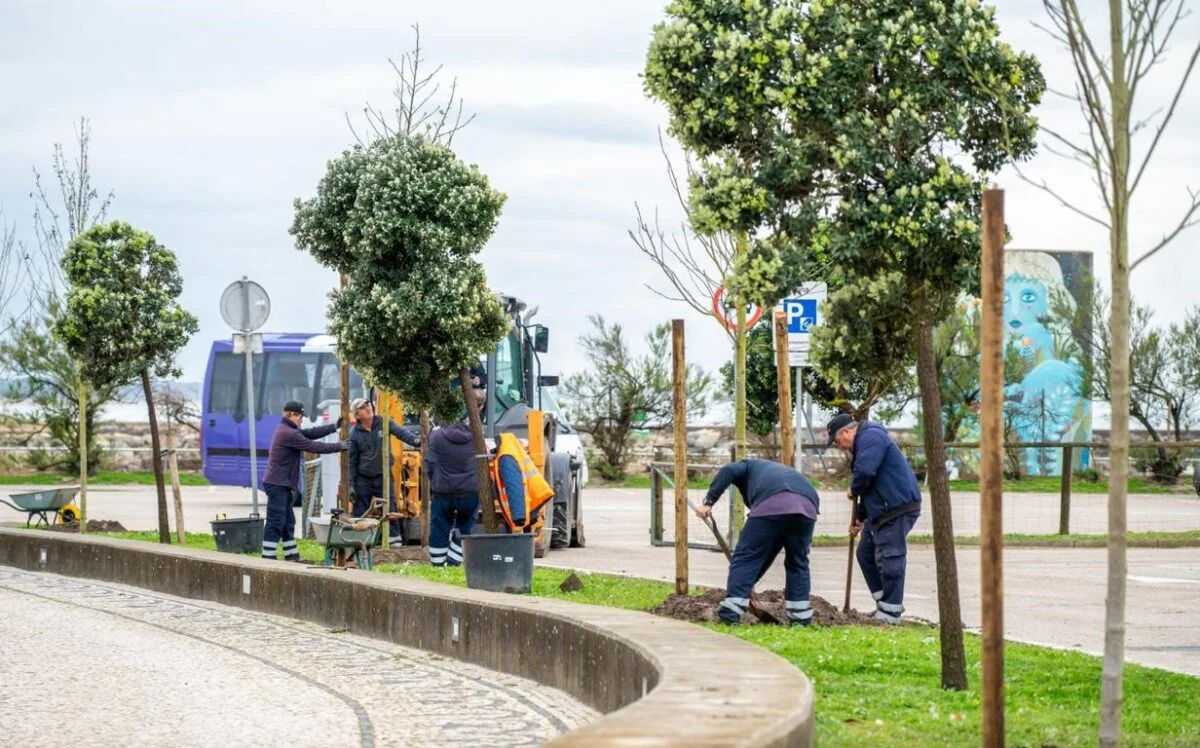 Plantação De árvores Figueira Da Foz
