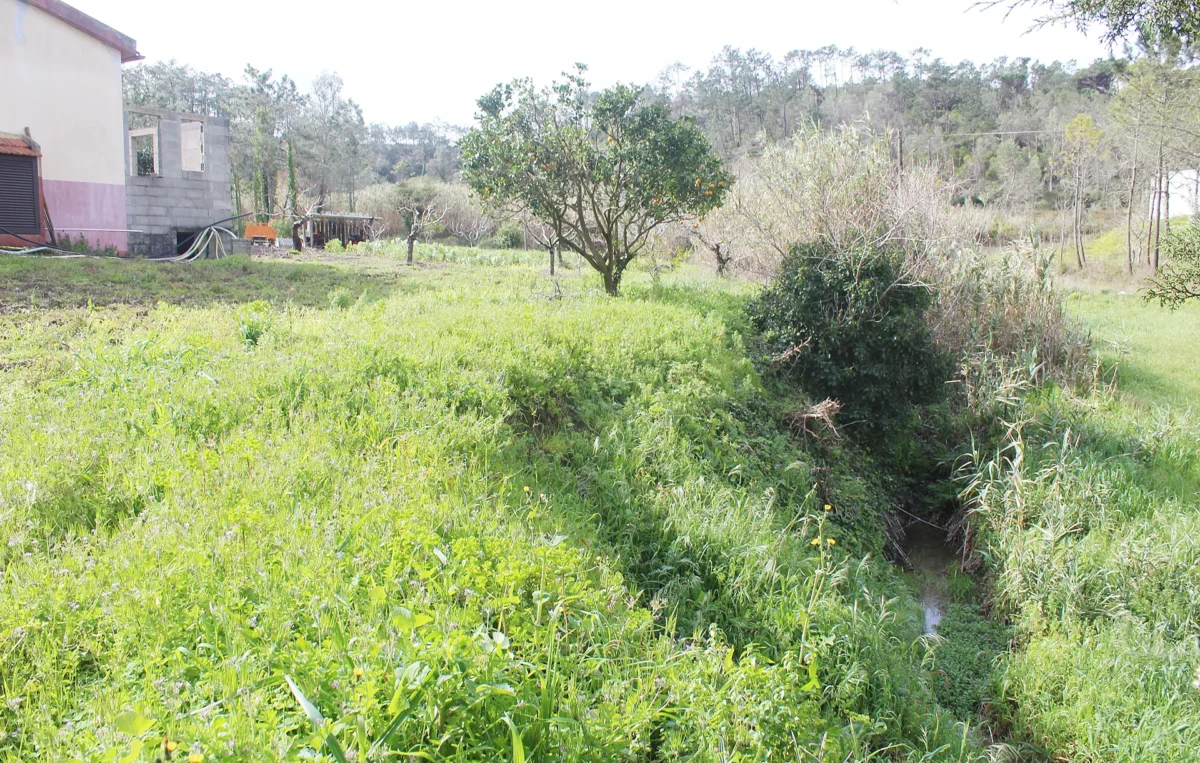 Terreno Brenha1 T