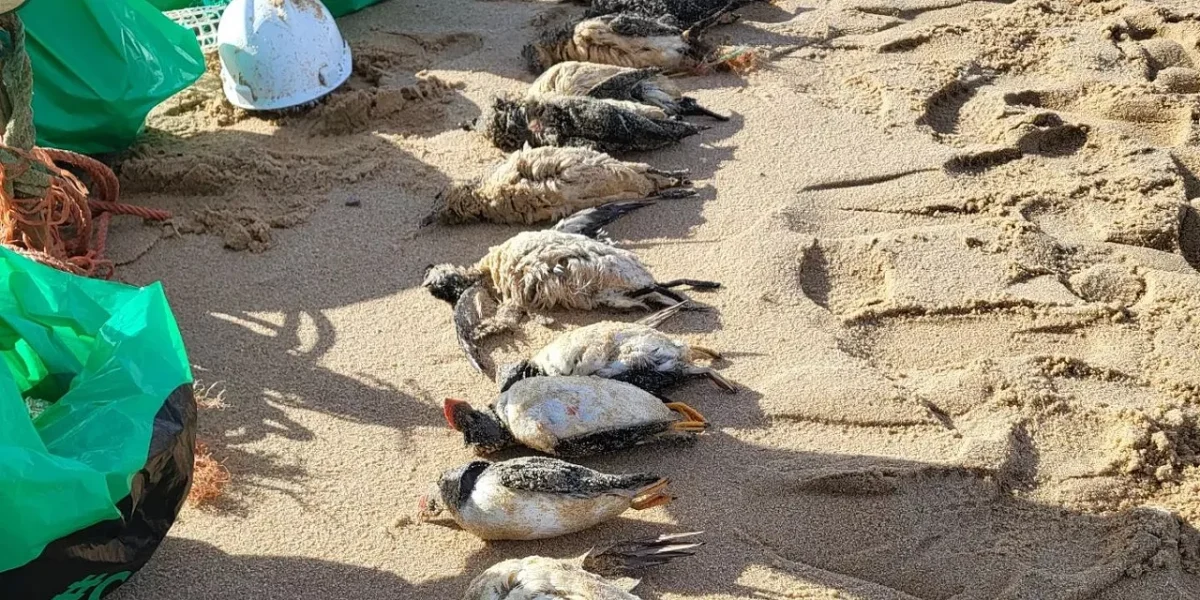 Vida Marinha