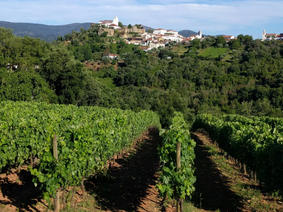Vinho Terras De Sicó