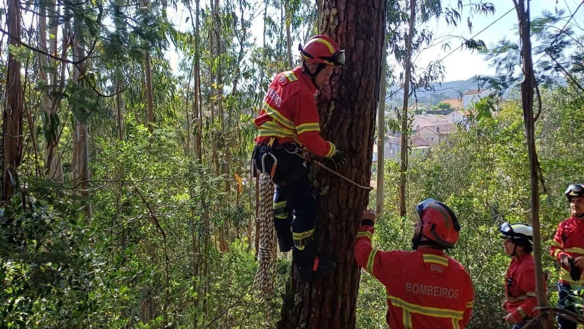 Bombeiros Brasfemes Gato Salvo