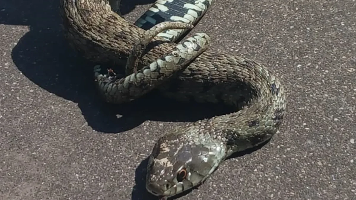 Cobra Im
