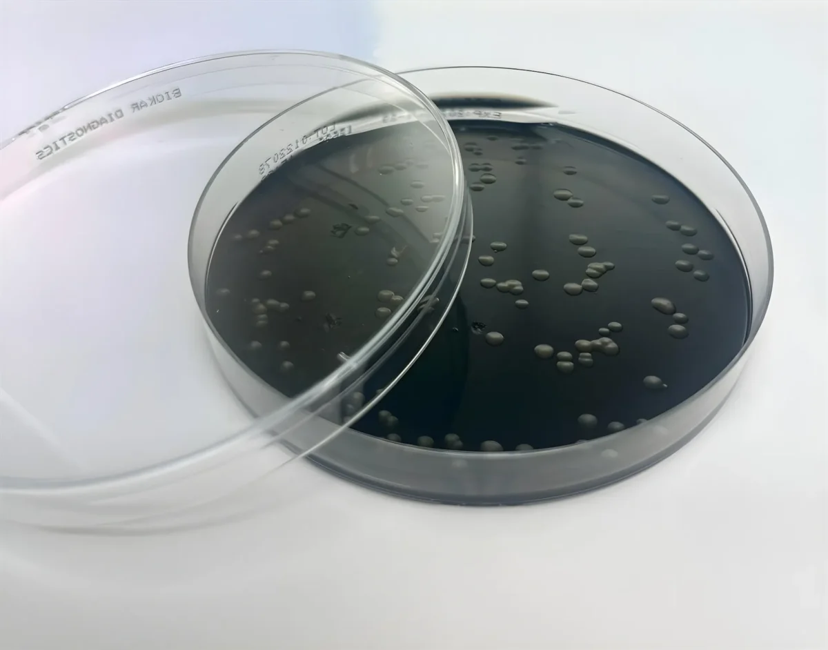 Placa De Petri Com Colónias Do Género Legionella