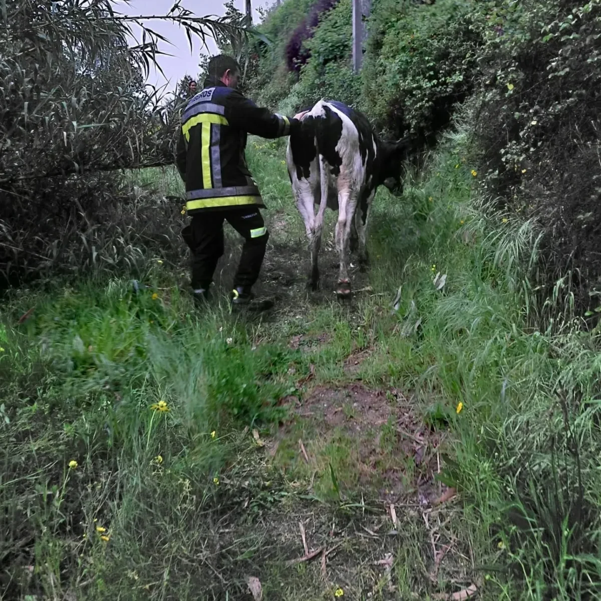 Resgate Da Vaca 2