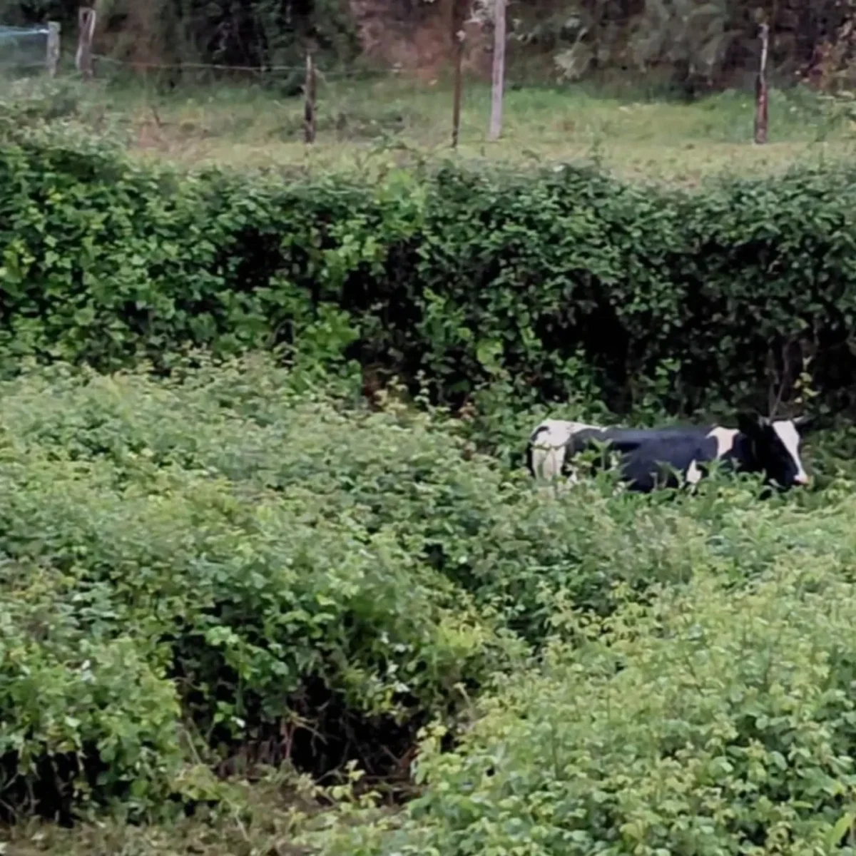 Resgate Da Vaca