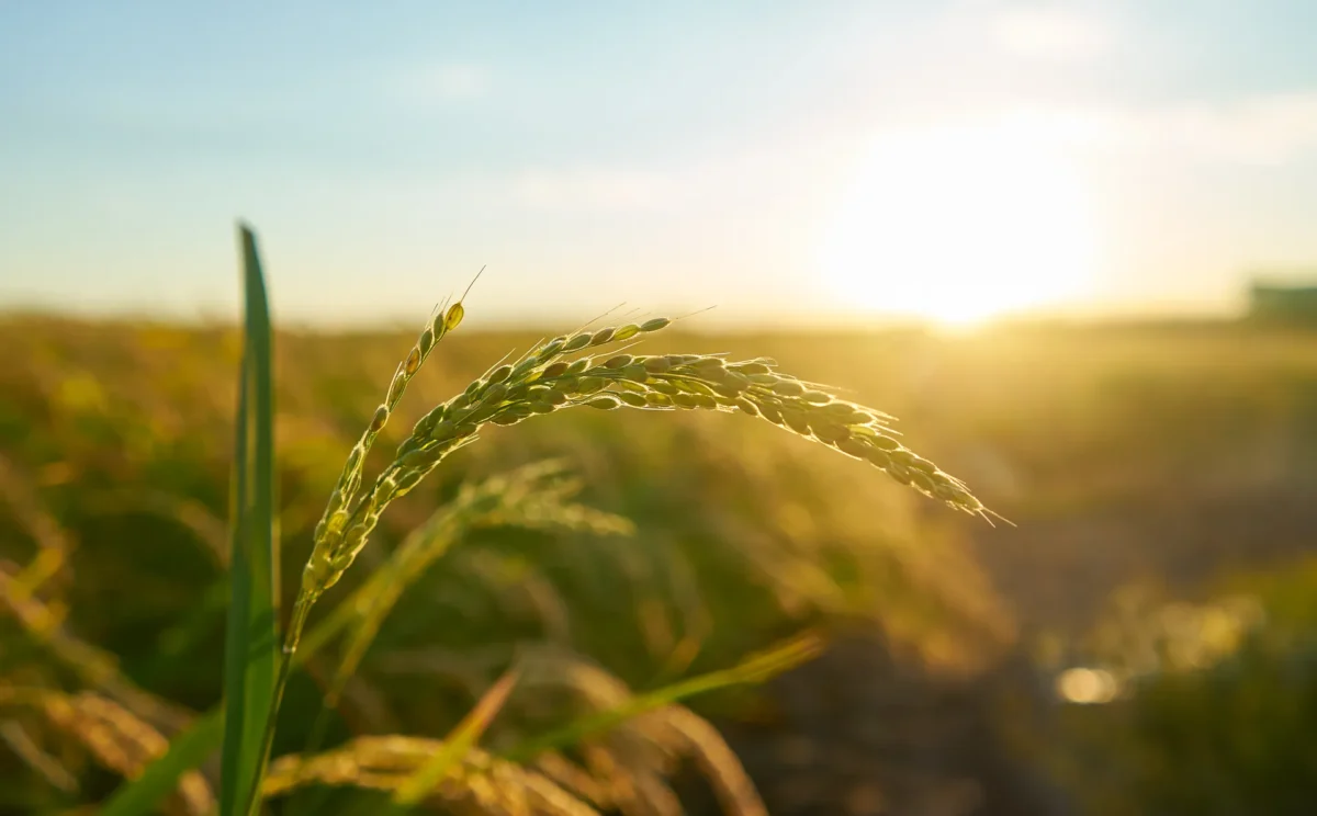 Agricultura