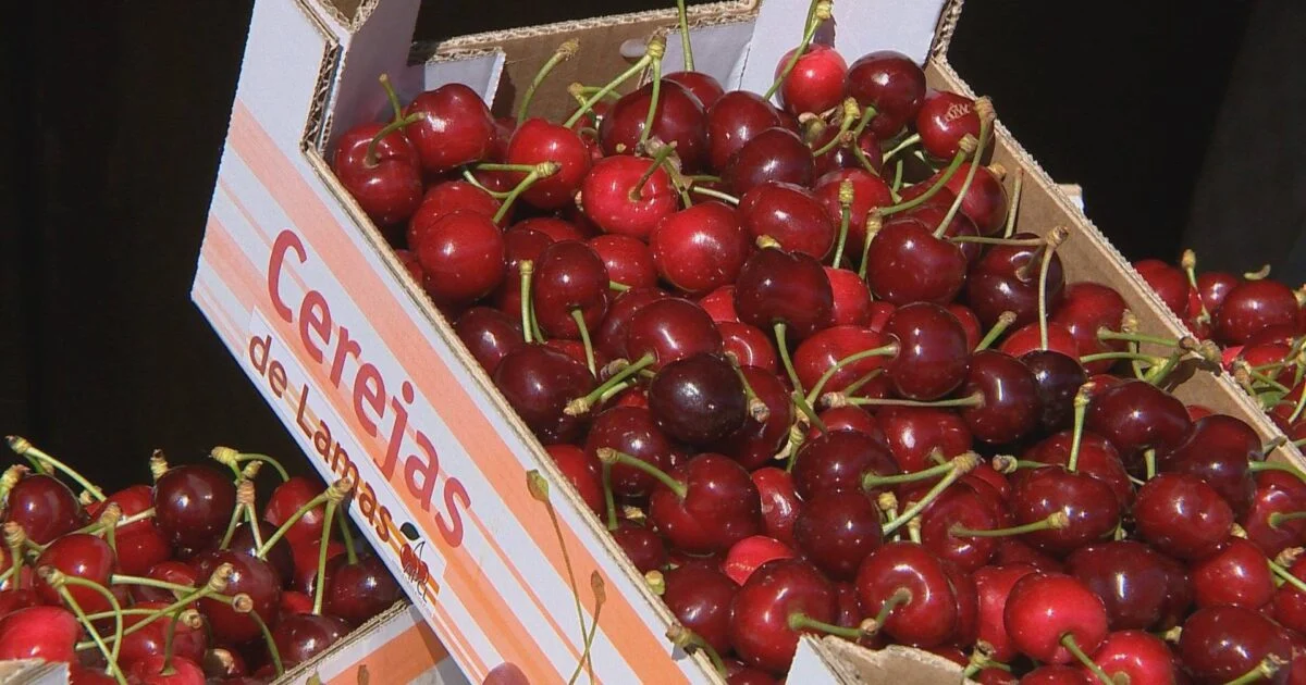 Cerejas Lamas