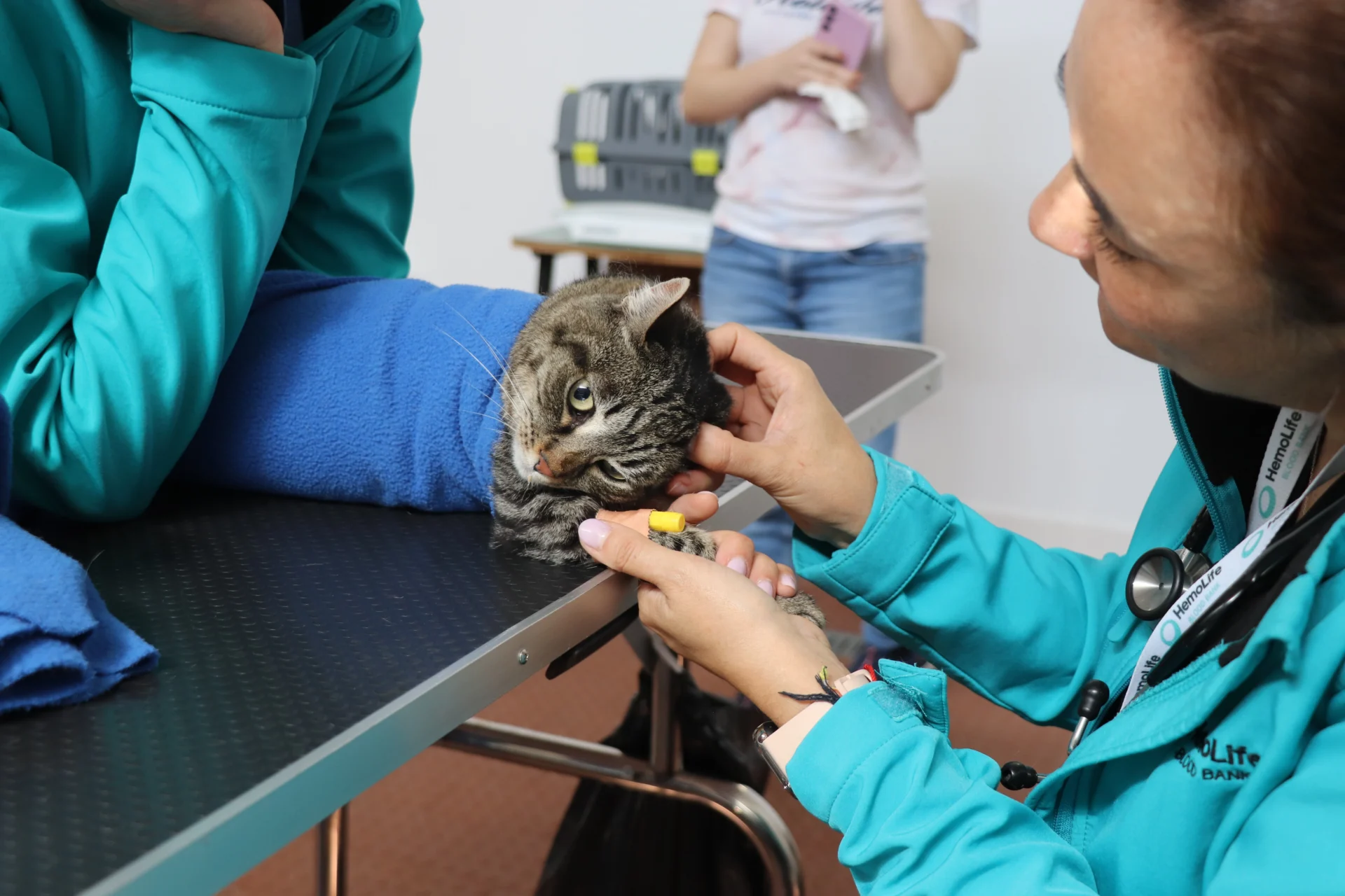 Dadiva Sangue Gatos