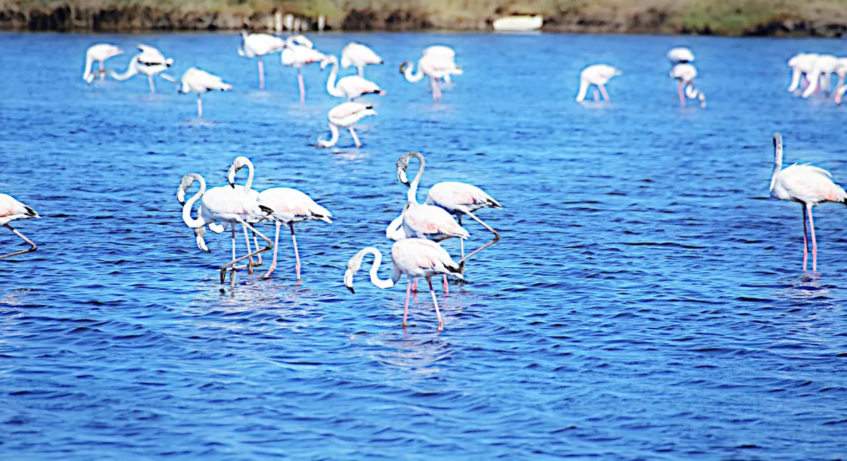 Flamingos Ilha Morraceira Dr T