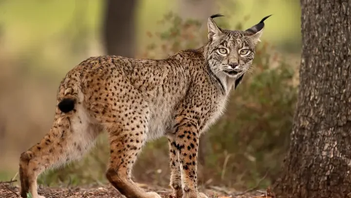 Lince Ibérico