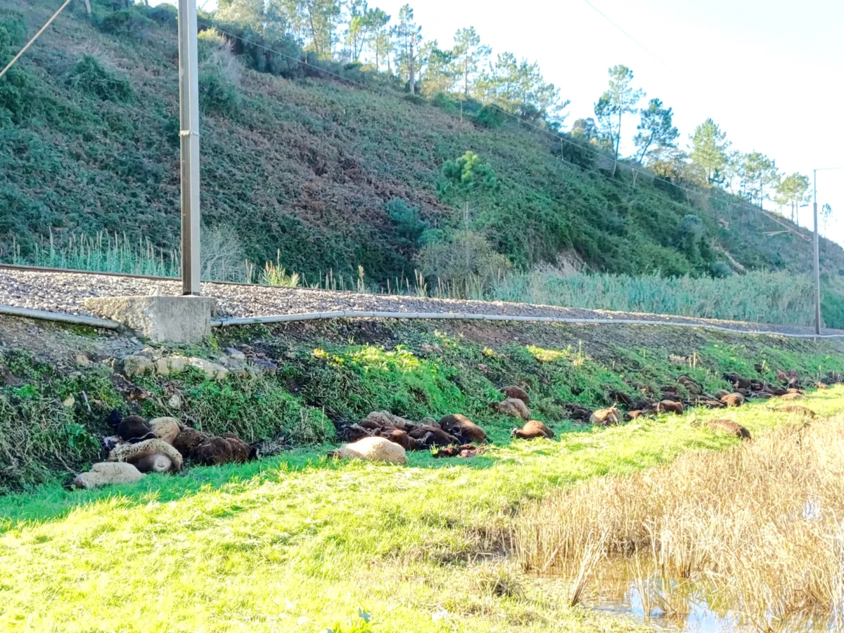 Ovelhas Atropeladas 3 T