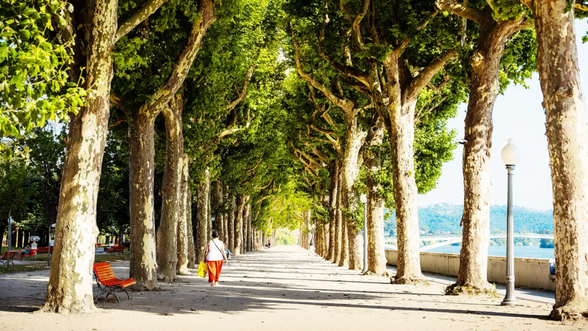 Parque Da Cidade