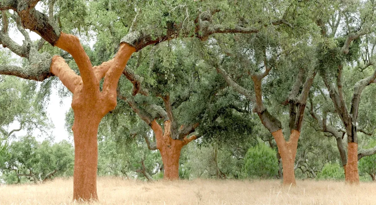 Sobreiros