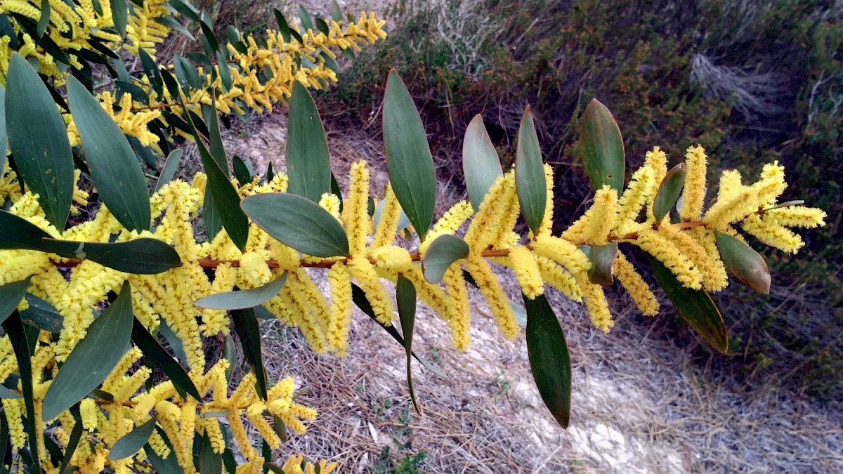 Acacia Espigas Planta